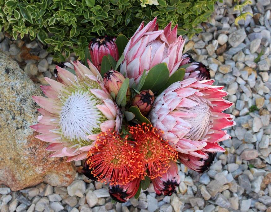 the gallery Shannon Fleming Civil Celebrant